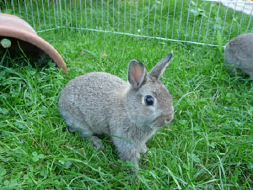 3 Zwergkaninchen, Farbenzwerge abzugeben - Nagetiere - 04651 Bad Lausick