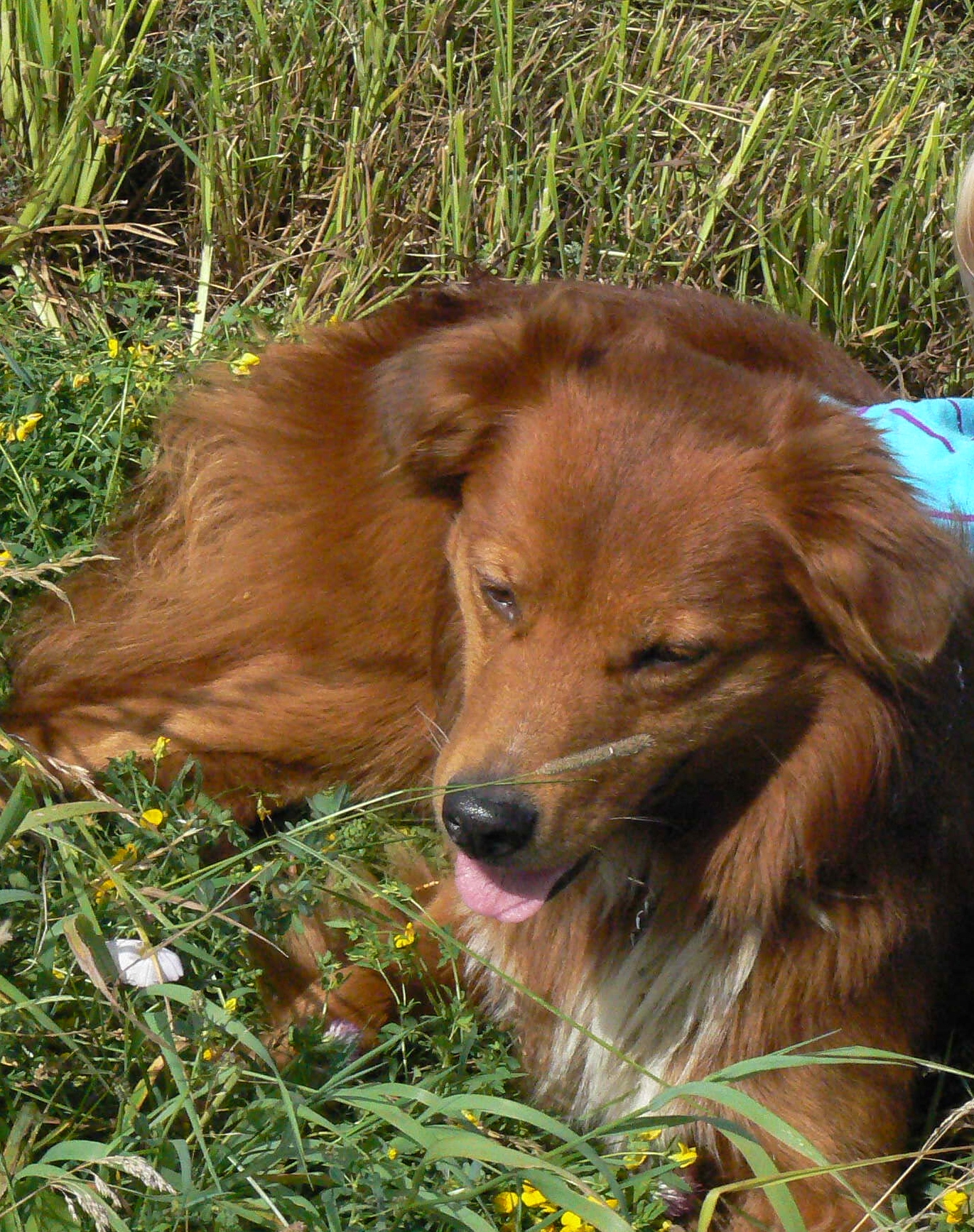 Mischling sucht dringend neues zuhause - Hunde - 