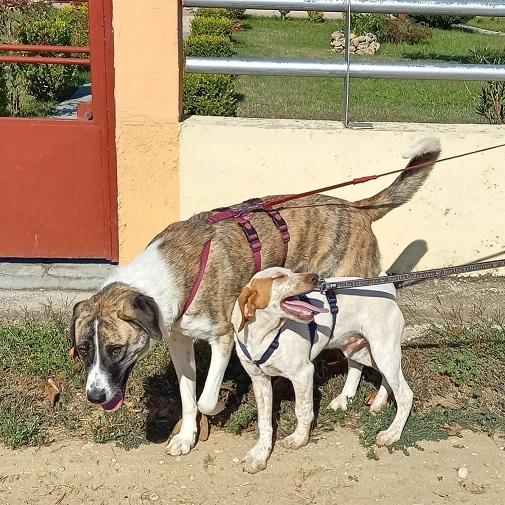Michel sucht ein passendes Zuhause - Hunde - Recklinghausen