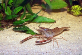Ringelhandgarnelen abzugeben !! - Fische - Oberschneiding