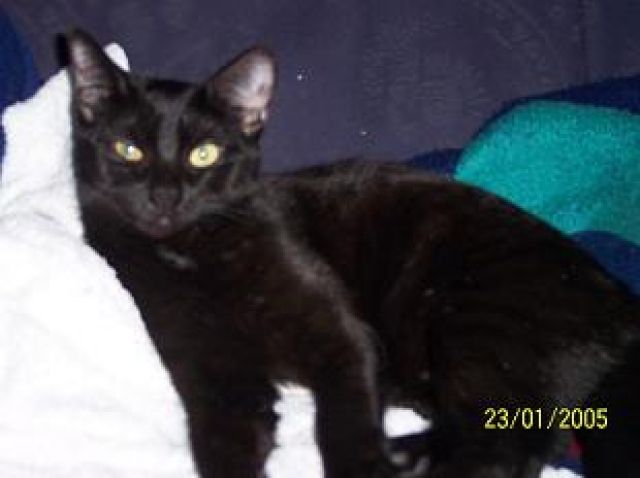 Schwarze Hauskatze sucht DRINGEND neues Zuhause - Haustiere - Kasendorf