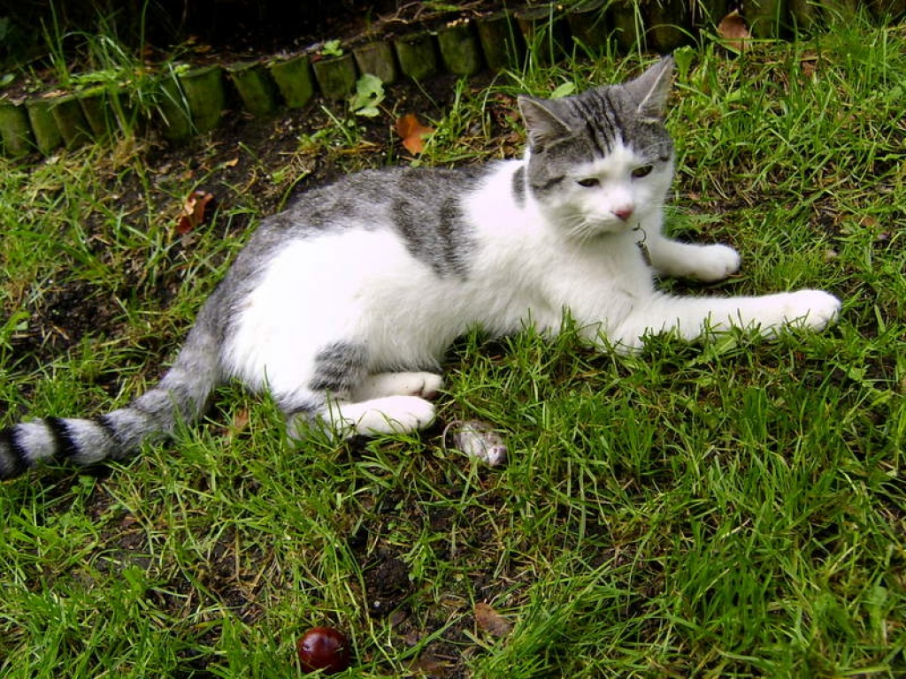 Weiß-Graue Katze in Chemnitz, Siegmar entlaufen - Entlaufen Zugelaufen - Chemnitz