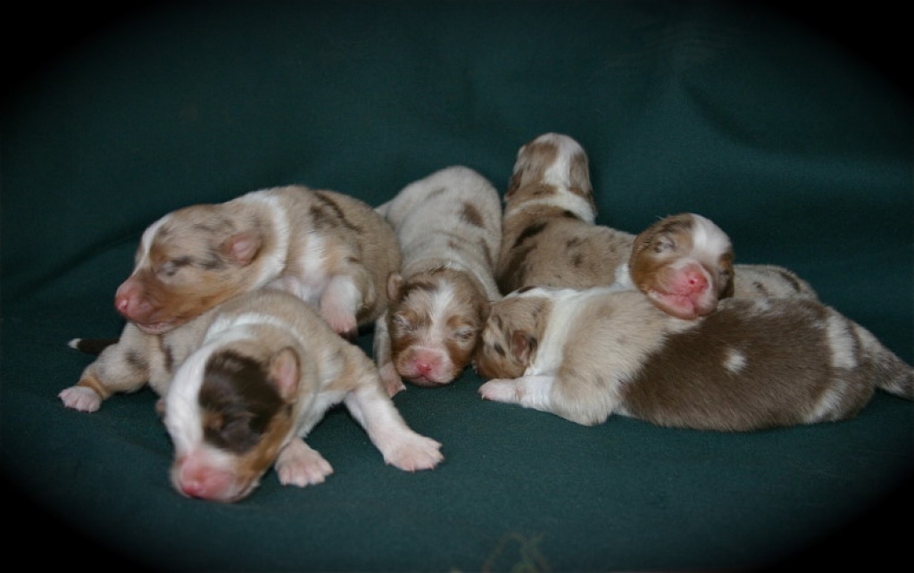 Australian Shepherd Welpen m. Papieren - Hunde - Werneuchen