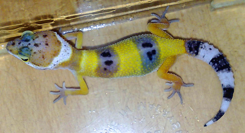 Leopardgeckos, Eublepharis macularius DNZ 2021, Hypo, High Yellow - Reptilien - Dortmund