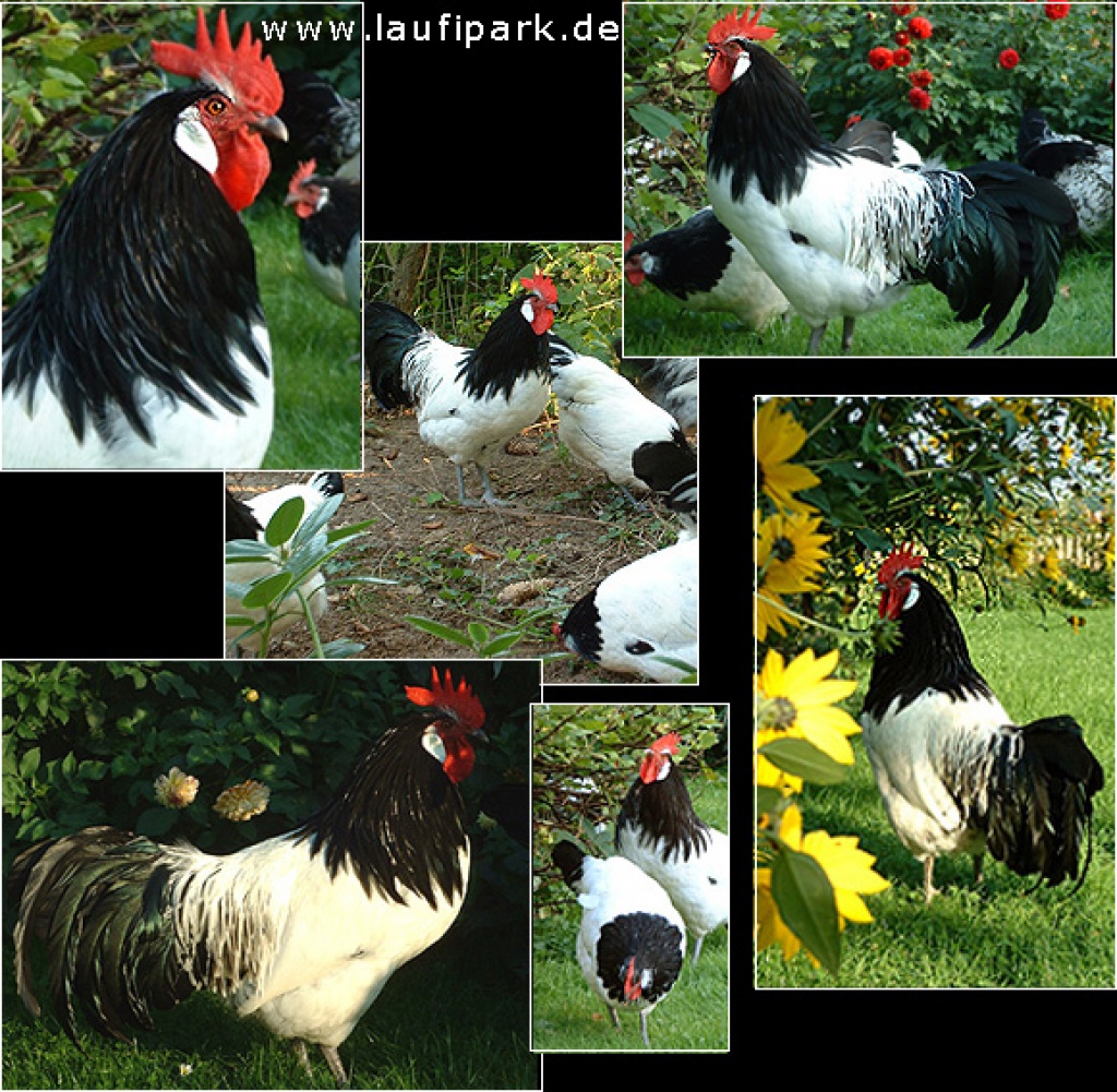 Bruteier von großen Lakenfelder Hühnern - Hühner - - Nutztiere - Bielefeld