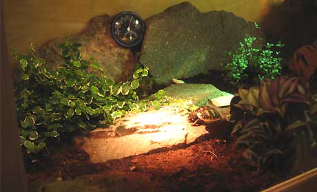 Landschildkröten Zubehör TOP - Reptilien - Heilbronn