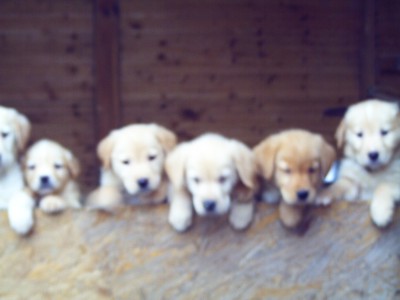 Süße Labradorwelpen - Hunde - Suhl