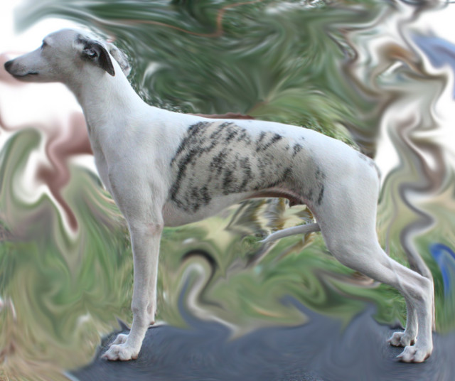 Whippet Junghunde zu verkaufen - Hunde - Budapest