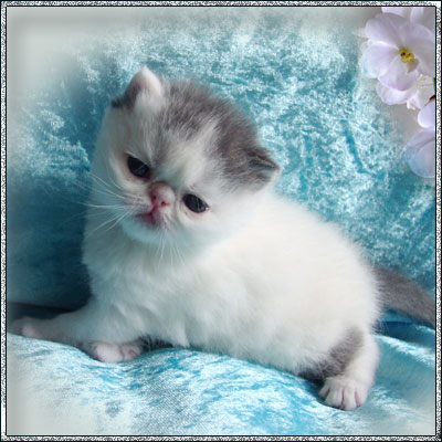 Perserbabys s neues Zuhause - Katzen - Duisburg