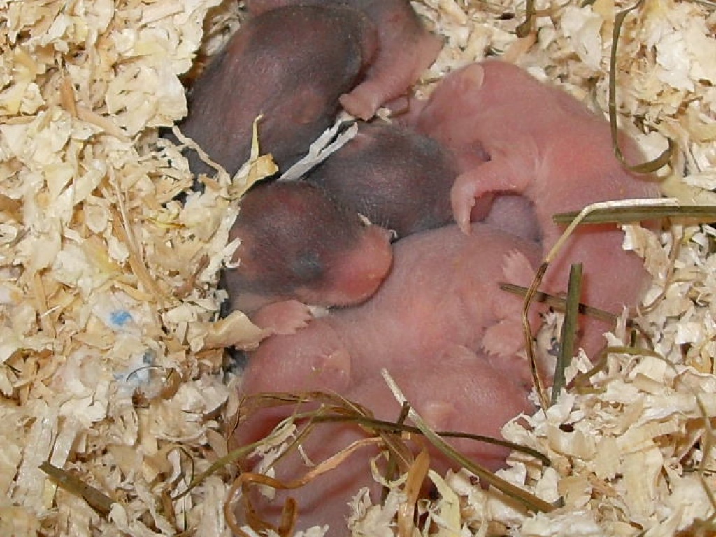 Junge Teddyhamster aus Privatzucht Ende Juni abzugeben - Nagetiere - Rheinberg