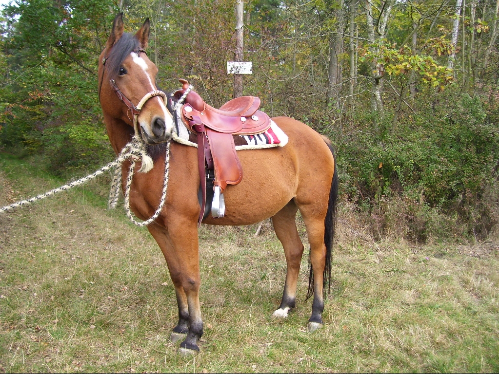 Westernpferd Mr. Simply Perfect - Pferde - Bad Liebenzell