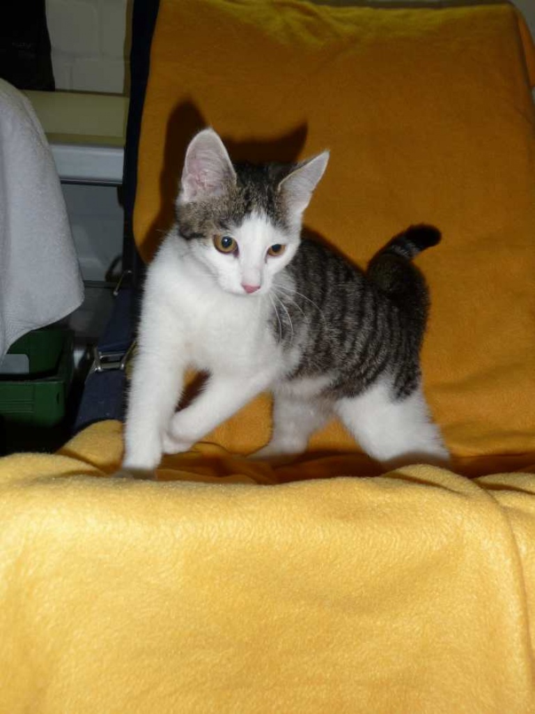 Katzenkind Susi- Oberknuddelmaus! - Katzen - 46119