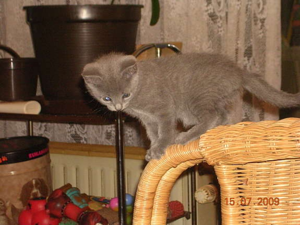 Liebevoll aufgezogene Russisch Blau Babies - Katzen - Bergisch Gladbach