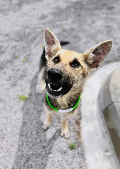 Godfrey...freut sich auf seine Familie - Hunde - Hünfelden