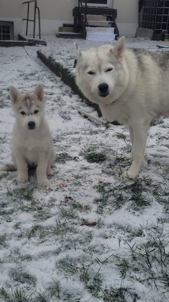 Reinrassige Sibirien Husky - Hunde - Prüm