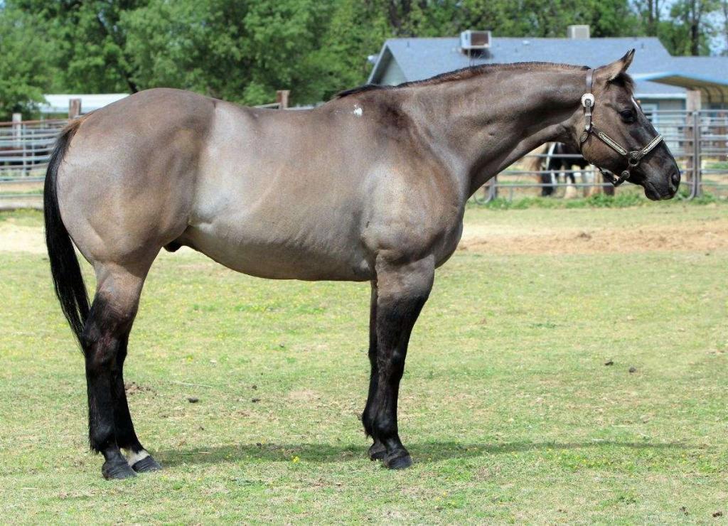 Schöner Grulla-Wallach!! - Pferde - Hammersbach