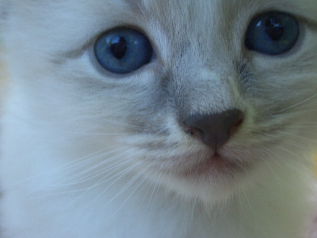 Sibirische/Neva Masquerade Katzenkinder - Katzen - Nottuln