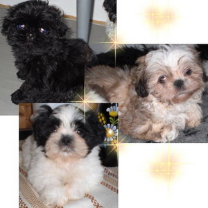 Shih tzu klein und lieb - Hunde - Feldatal