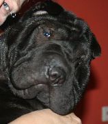 Sharpei Faltenhunde Forum - der Shar Pei www.faltenhunde-forum.de Wir sind ein n - Hunde - Duisburg