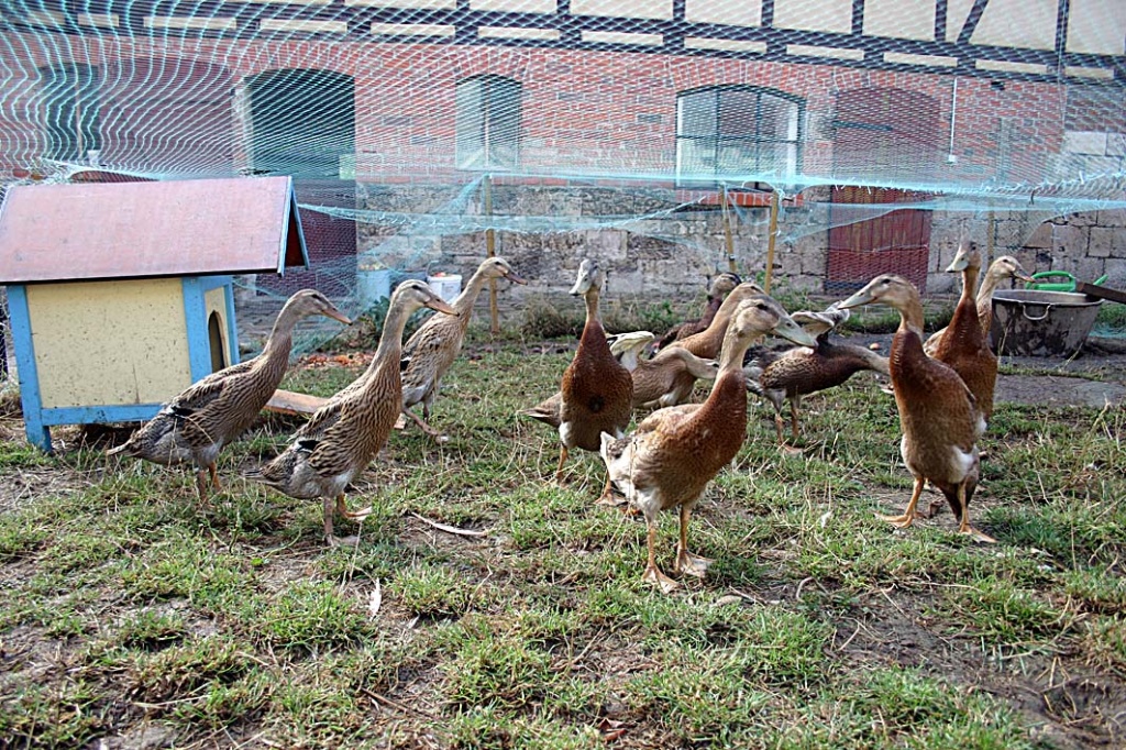 Schneckenpolizei - Laufenten zu verkaufen - Nutztiere - Roßbach bei Naumburg/Saale