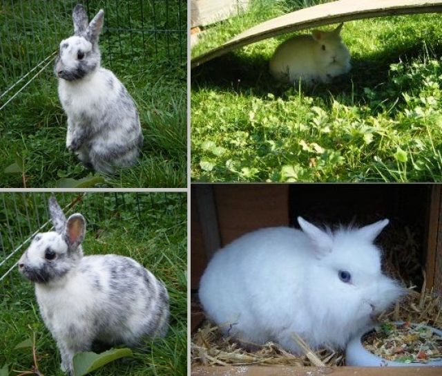 2 Kaninchen zu Verschenken!