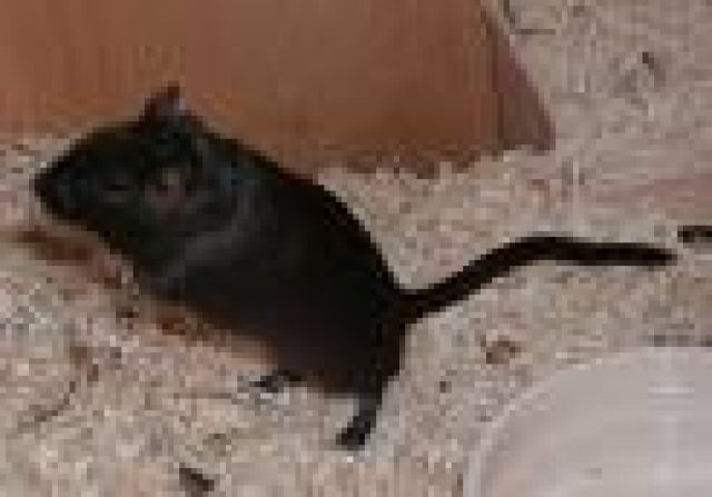 Süsse Gerbilbabys (Wüstenrennmäuse) - Maeuse - Fuldabrück Bergshausen