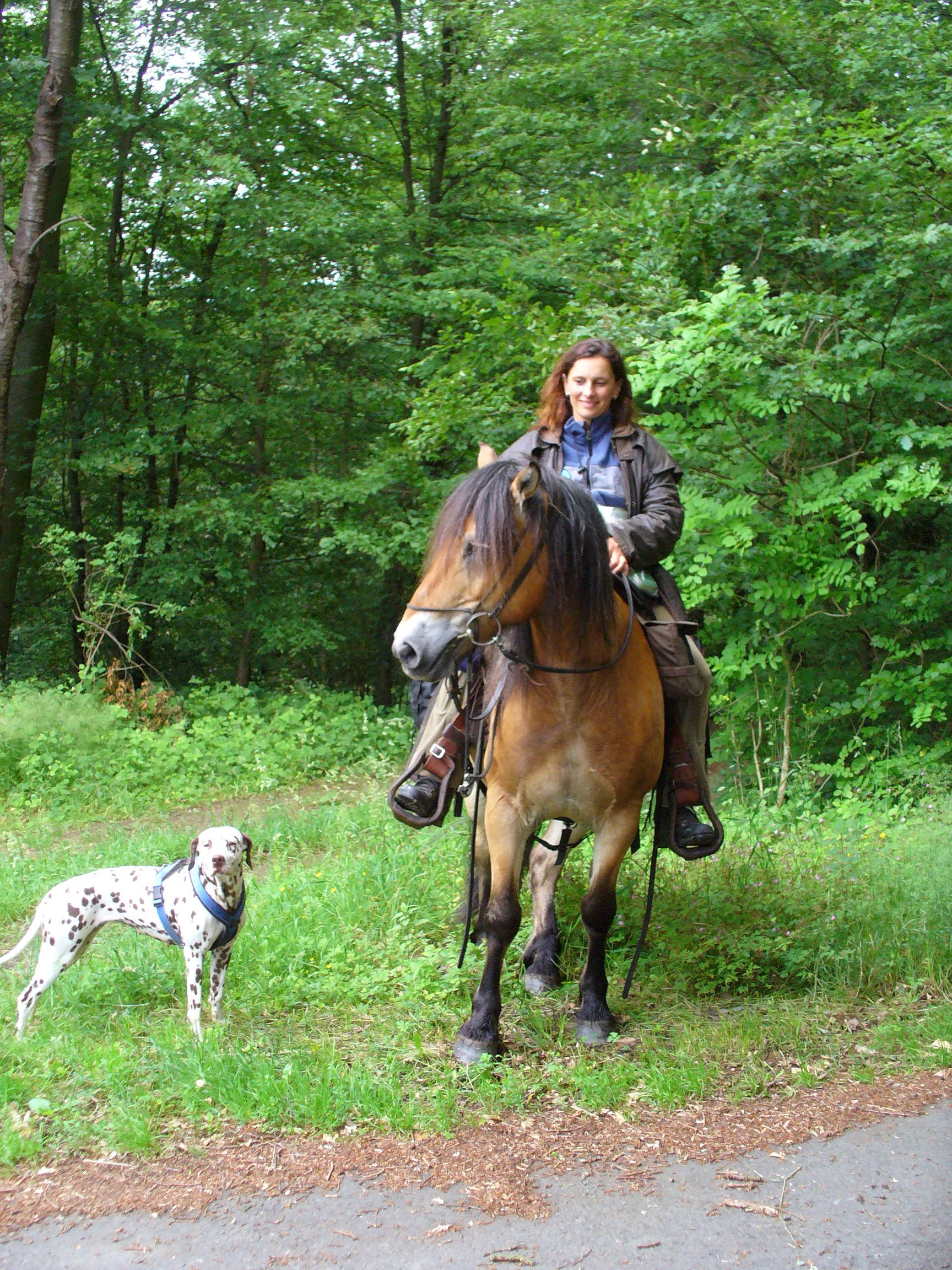 Wanderreiten in Eifel, Hunsrueck und Westerwald - Pferde - Hachenburg