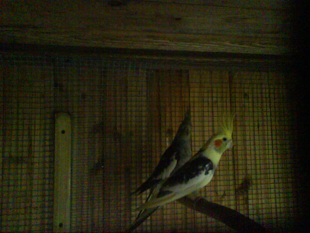 Vögel zu verkaufen - Voegel - Barnstorf