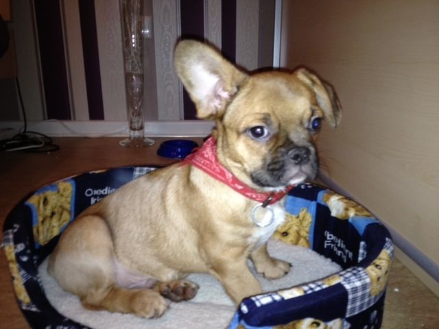 Französischer Bulldogge Mix Welpe - Hunde - Kassel