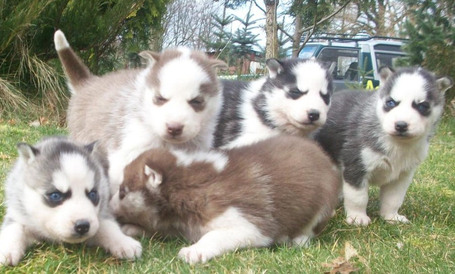 Siberian husky welpen siberische welpe weibchen rüde blaue augen - Hunde - Hamburg