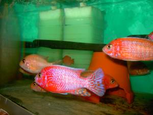 Malawis aus Hobby - Fische - Hochdorf