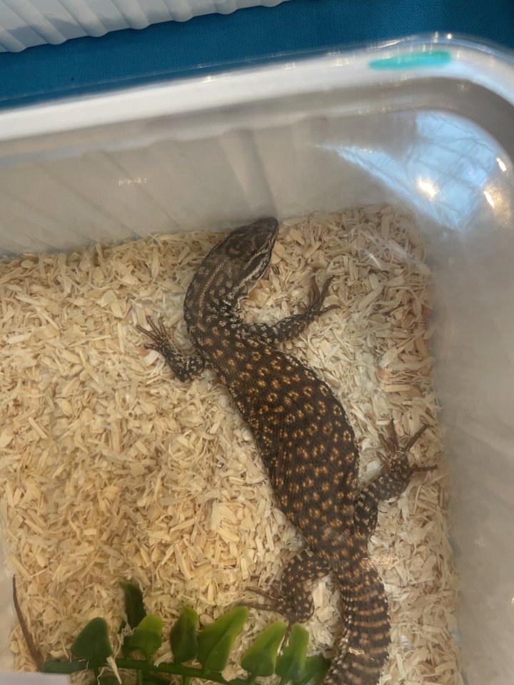 Stachelschwanzwaran 2025 - Reptilien - Ettlingen