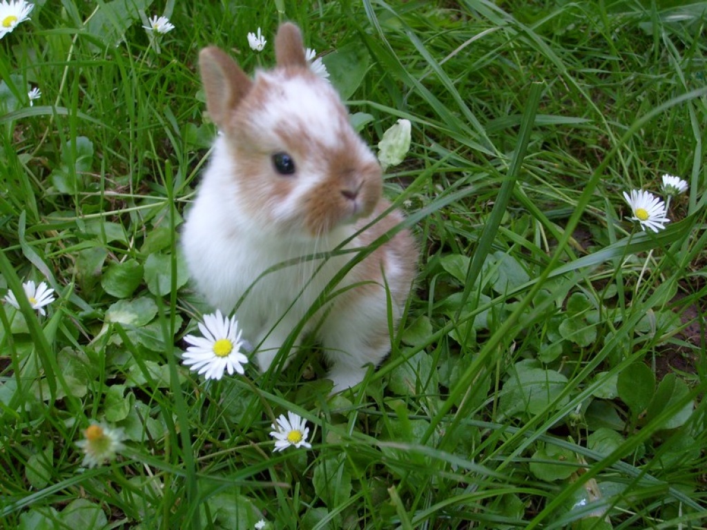 Kleine Löwenköpfchen & Farbenzwerge aus Hobbyzucht - Nagetiere - Heusweiler