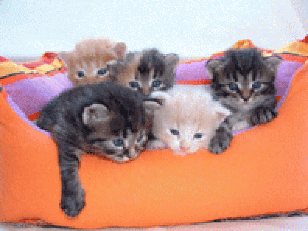 …unsere kleinen Herzensdiebe - Katzen - Berlin
