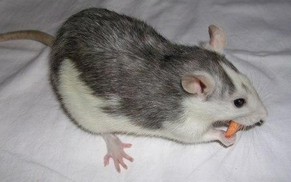 Suche 2 Rattenbabys !! - Nagetiere - Reichenbach am Heuberg