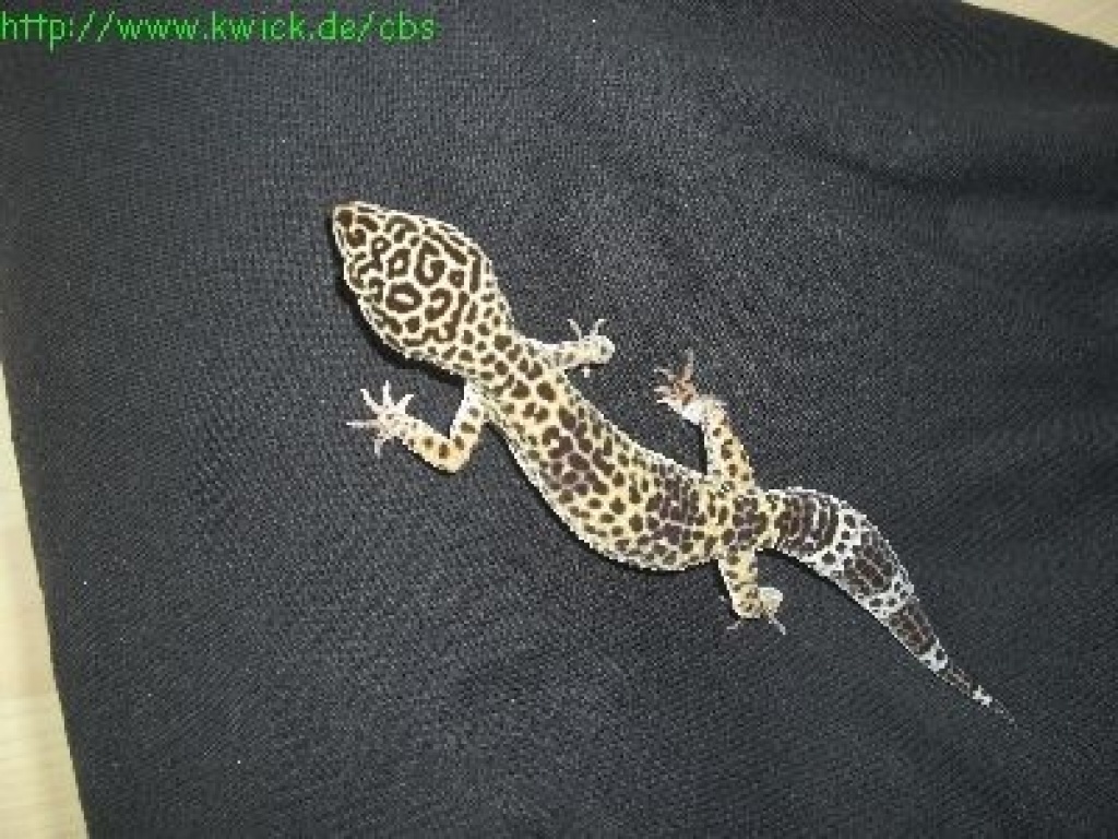 1.1 Leopardgecko Nominat - Reptilien - Waldstetten