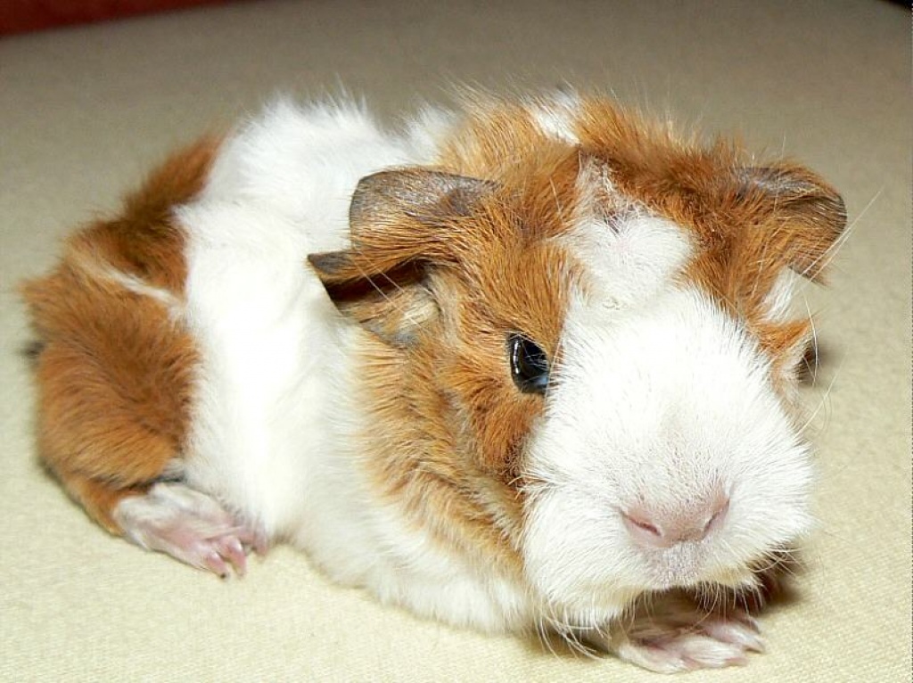 Cuys - Riesenmeerschweinchen - Nagetiere - Ranstadt