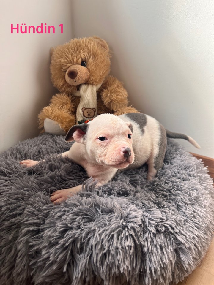 American Pocket Bully - Hunde - Helmstedt