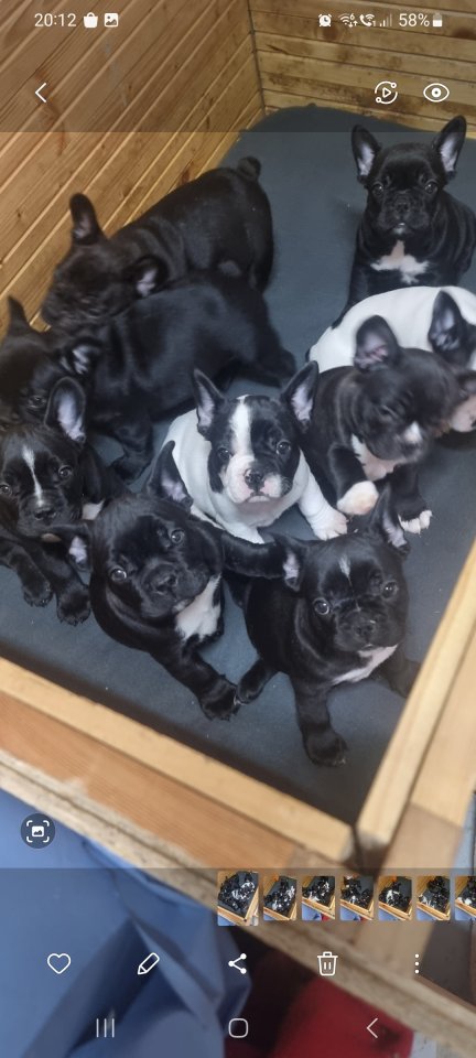 Französische Bulldoggen - Hunde - Insul