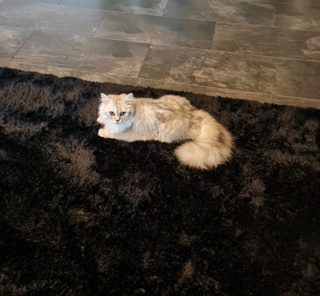 Britisch langhaar kater 9 monate jung - Katzen - Dinslaken 