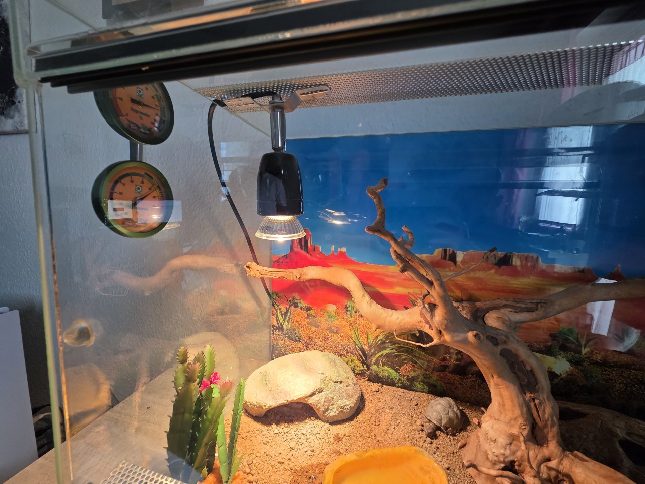 Mauergecko mit Zubehör - Reptilien - Teltow