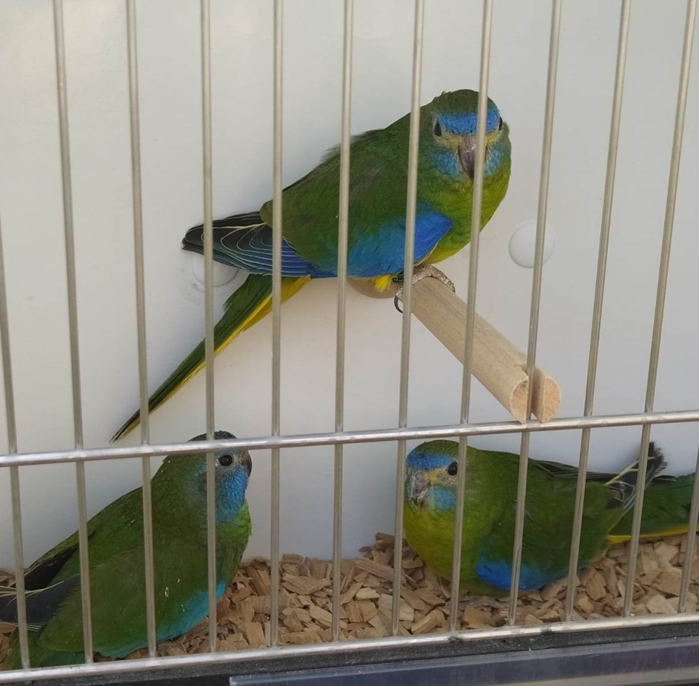Schönsittich Hahn wildfarben - Voegel - Ichenhausen