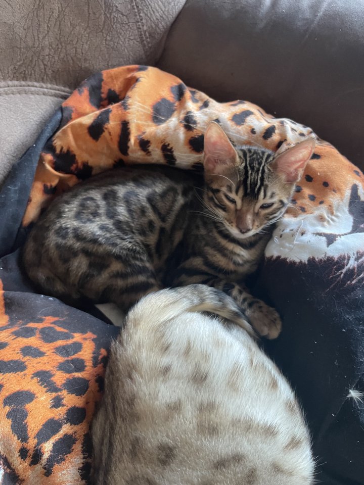 7 Bengal kitten suchen ein schönes zu Hause - Katzen - Frechen 