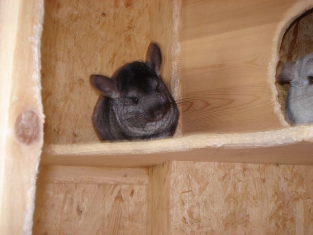 3 süße Chinchilla - Sonst Nagetiere - Wilhelmshaven