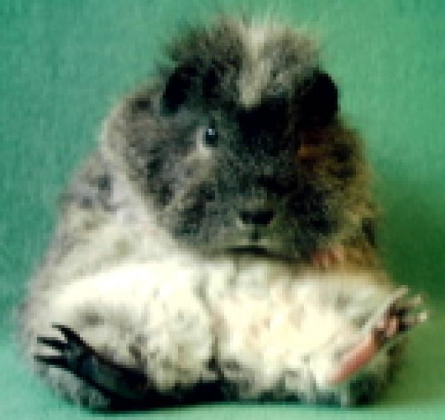 Rassemeerschweinchen - Meerschweinchen - bei Berlin