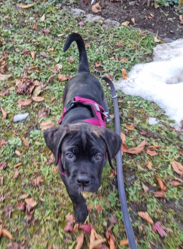 Schweiz-Zürich: Sehr schöne Cane Corso Welpen suchen ein Zuhause - Hunde - Rüti ZH