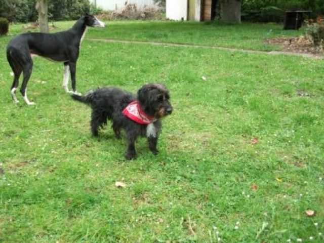 Pudel-Rauhaardackel Mix Tolo - Hunde - Hamm
