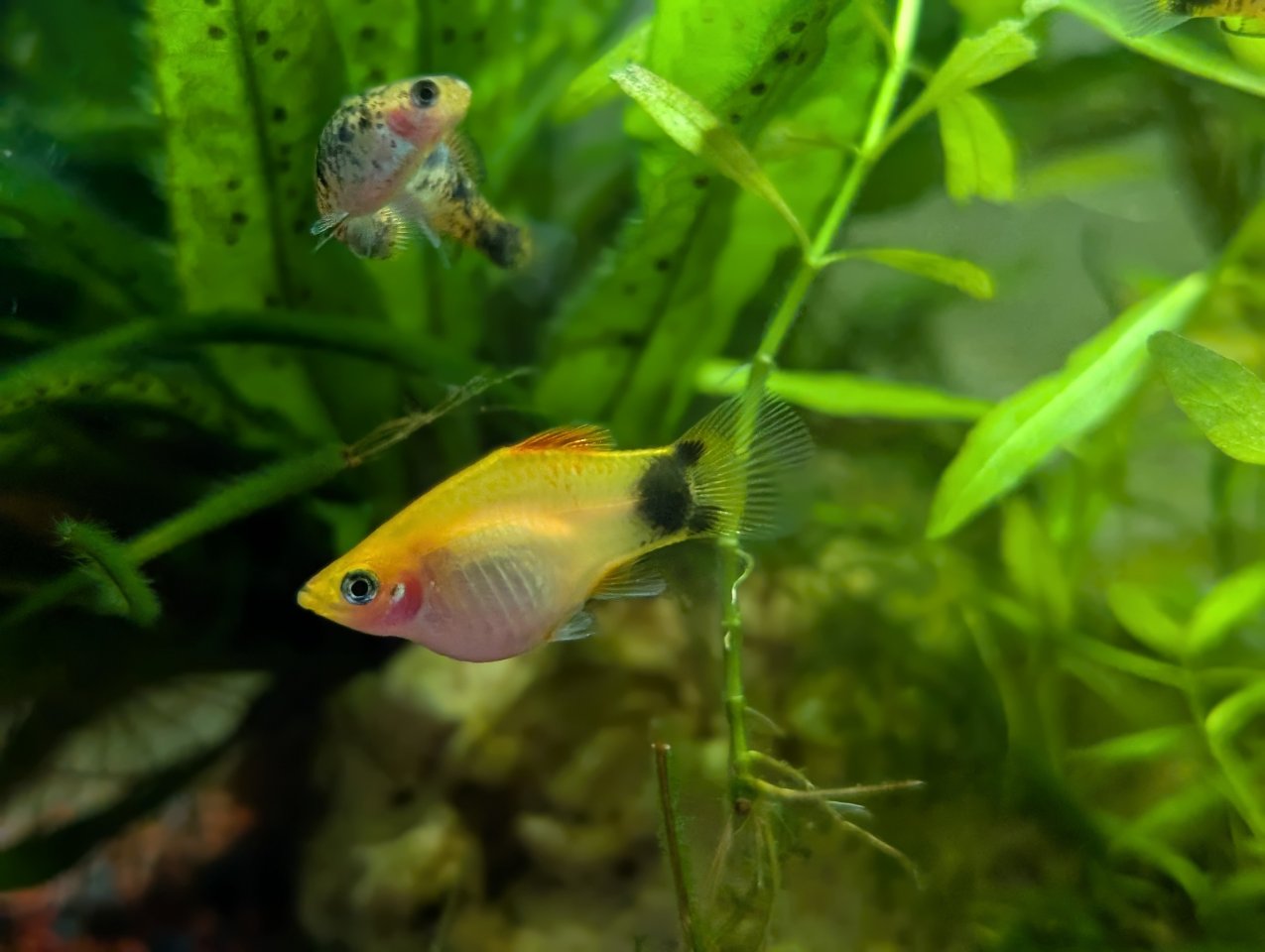 Platys silberblau und orange - Fische - Altena