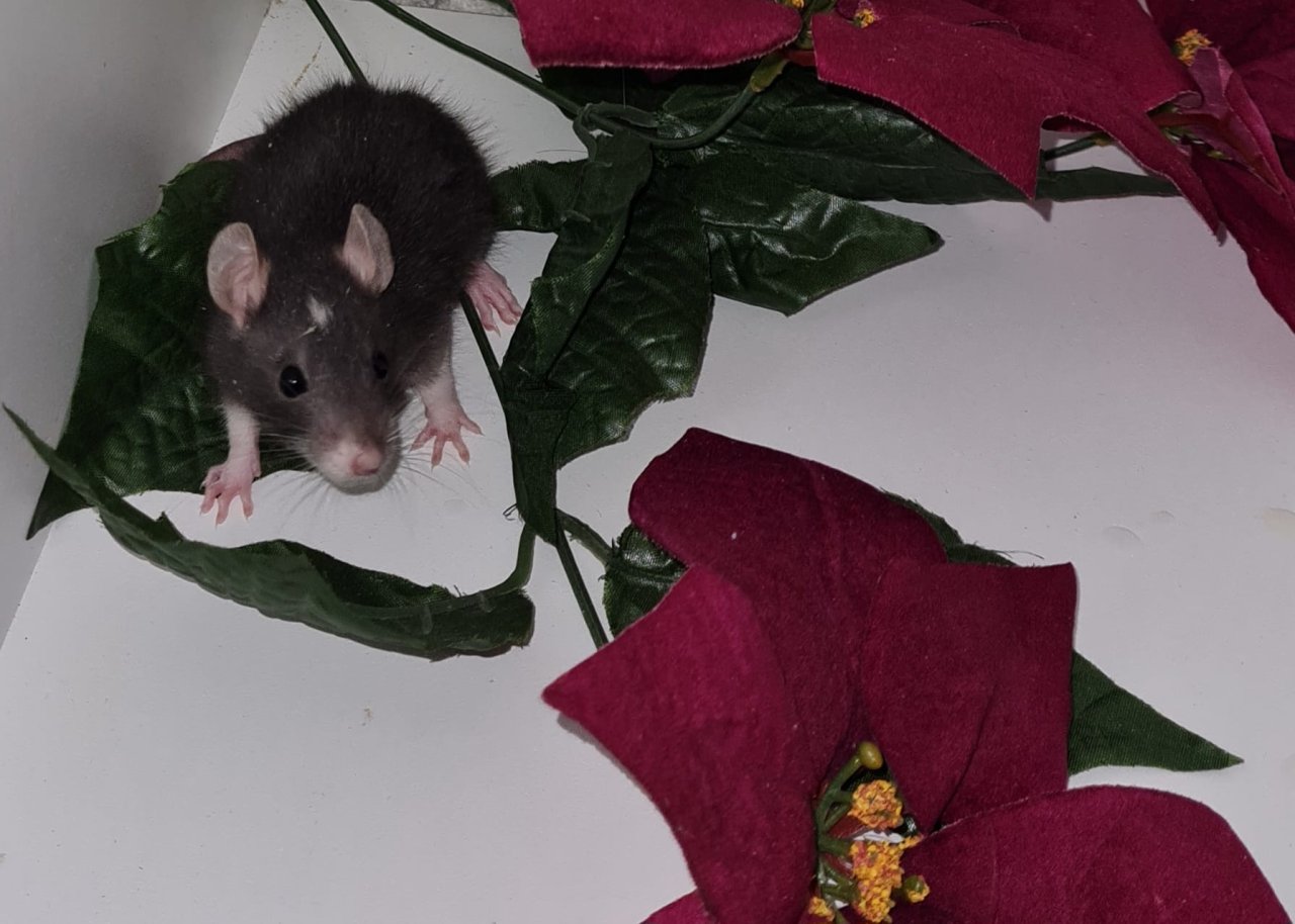 Tolle Rattenbabies mit Charme - Nagetiere - Derenburg