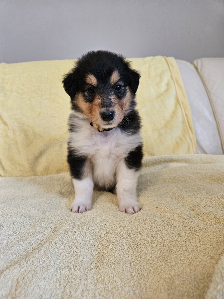 Collie Langhaar Welpen abzugeben - Hunde - 56479 Salzburg/Westerwald